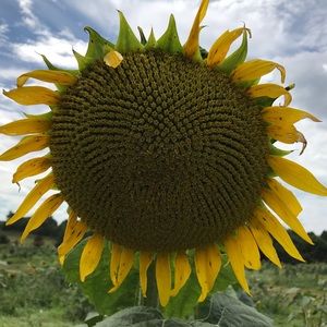 Meet your Posher, Carol